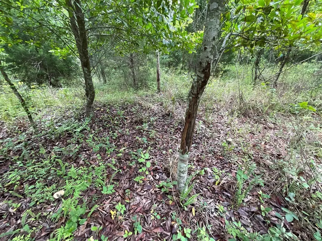 Picture 19