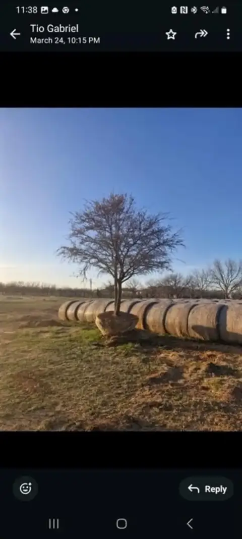 Expansive Comanche Estate with Tree Farm