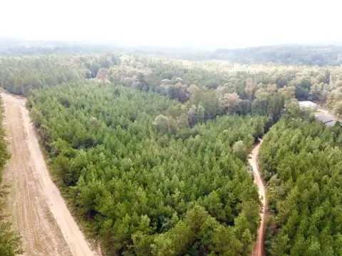 Woodville Land with Pine Plantation