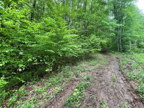 Wooded Lot in Franklin, NC