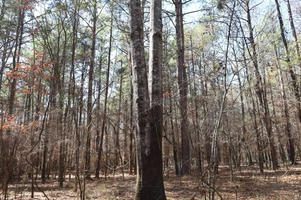 Picture 15