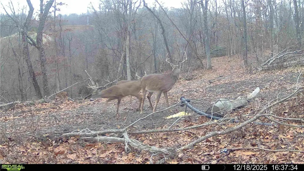 Picture 27