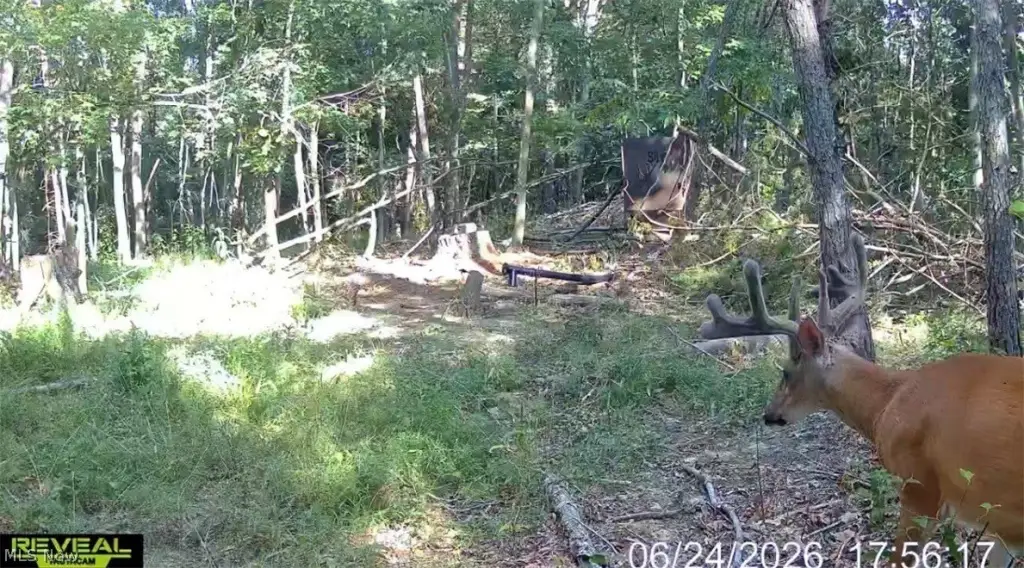 Picture 5