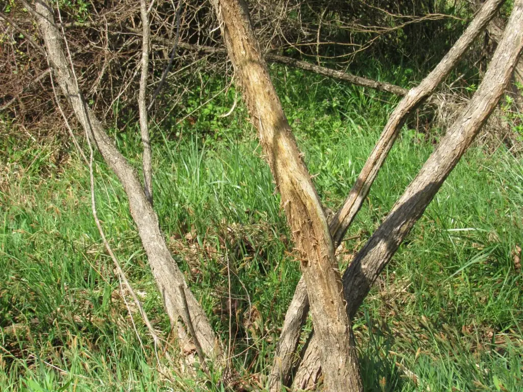 Picture 38