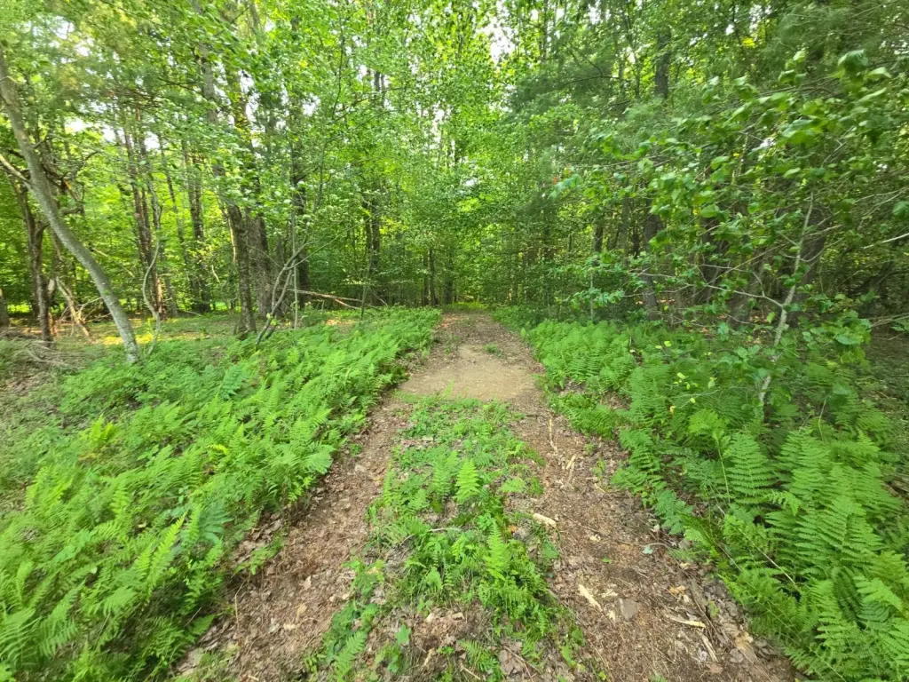 Picture 41