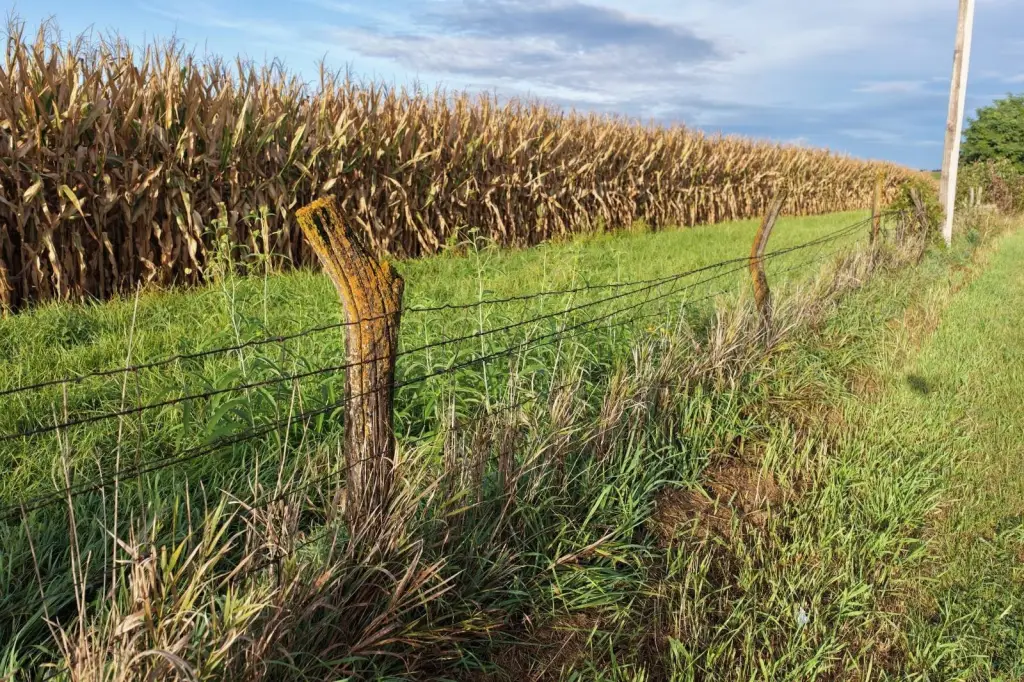 Picture 13