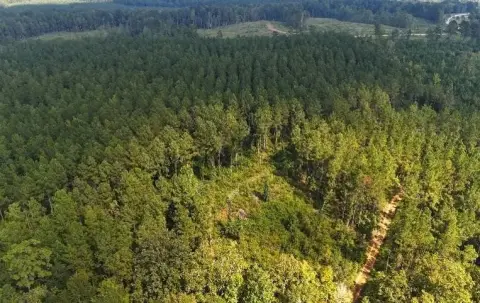 Recreation Land with Mature Pines