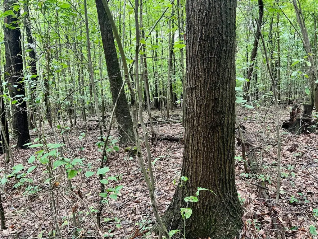Picture 25