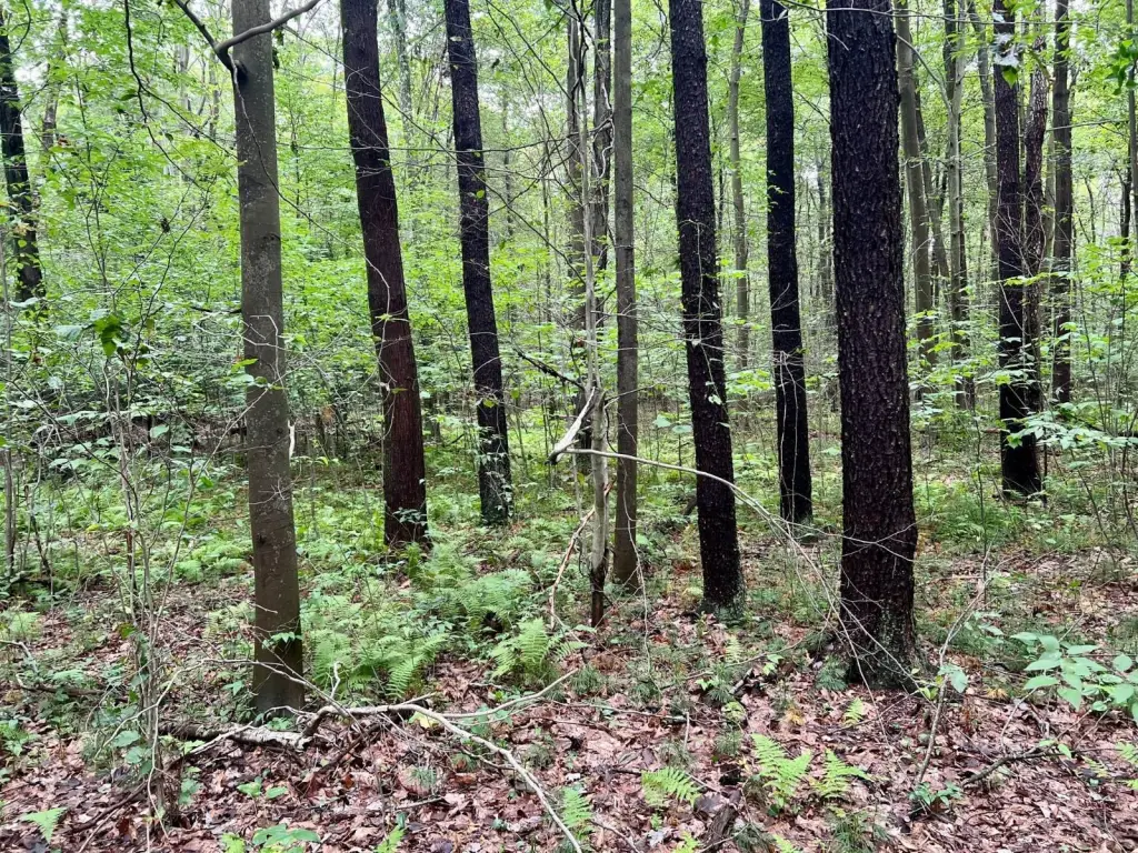 Picture 41