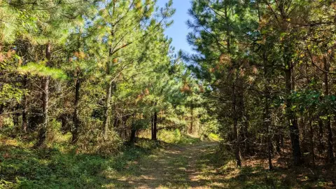 Hunting Land with Pine Stand