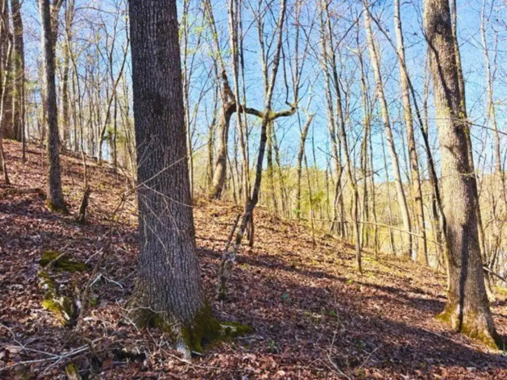 Picture 8
