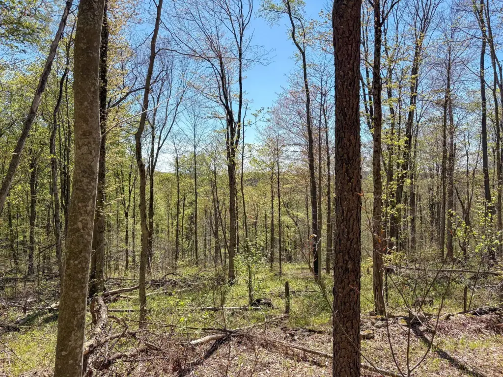 Picture 15