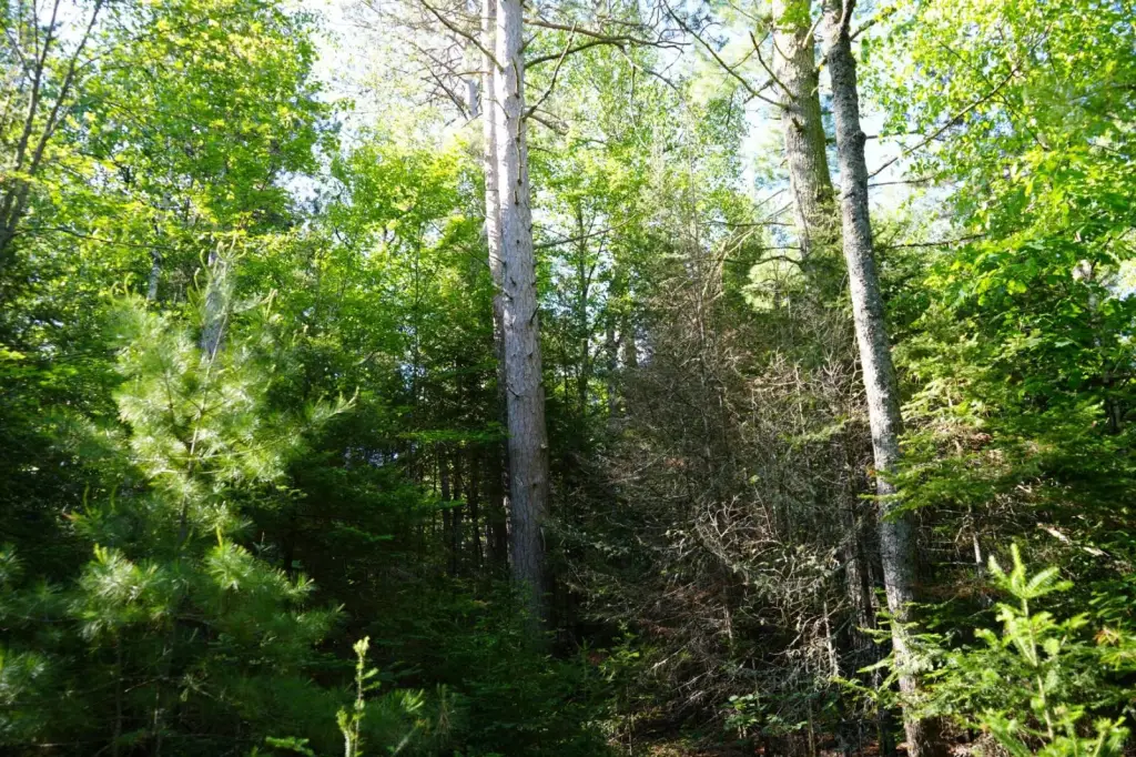 Picture 18