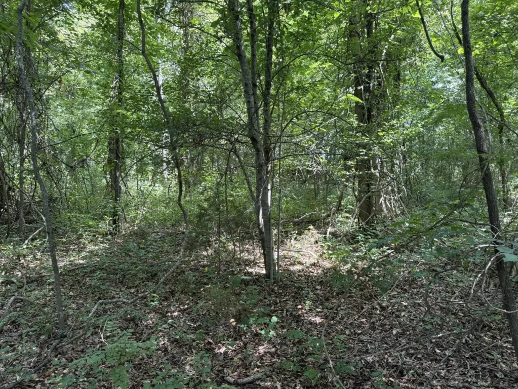 Picture 4