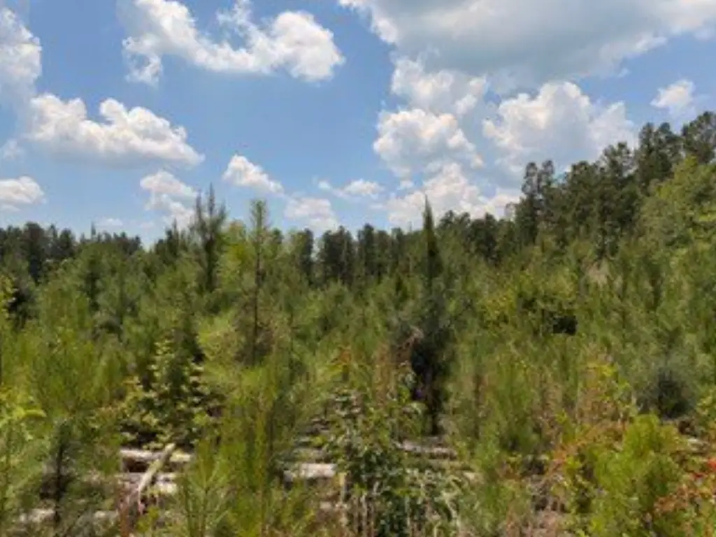 Picture 15