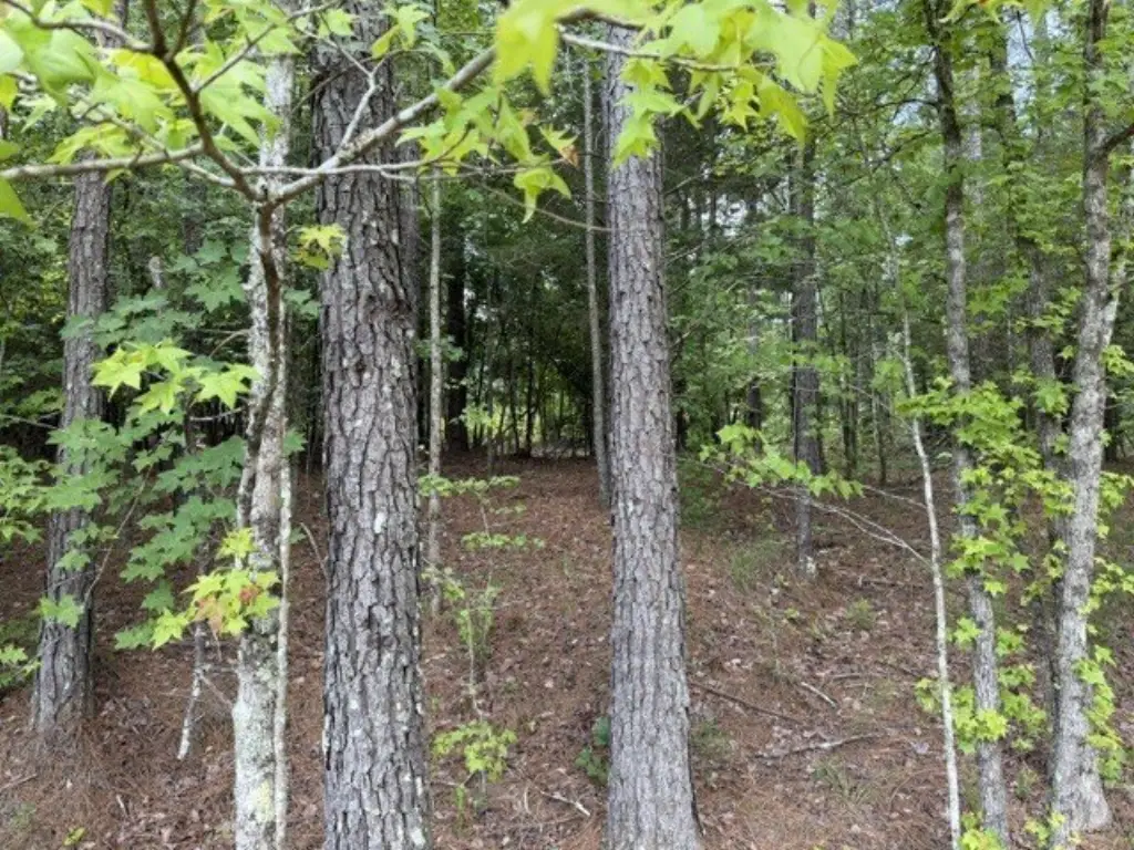 Picture 6