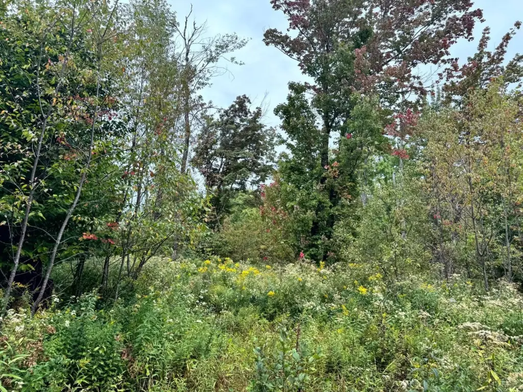 Picture 4