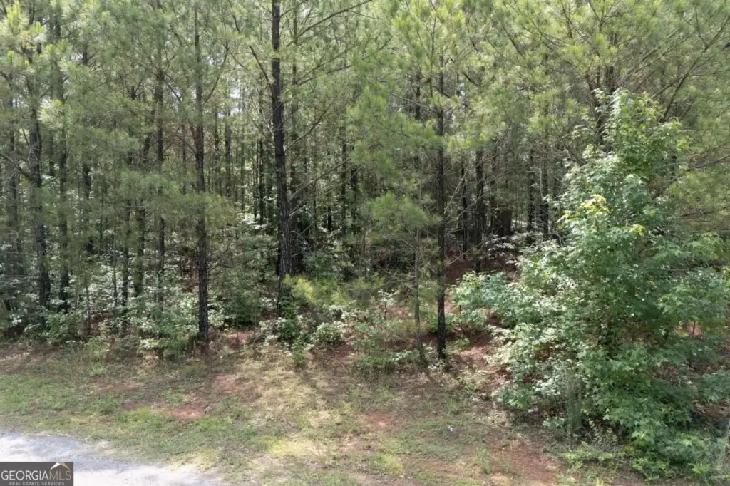 Picture 5