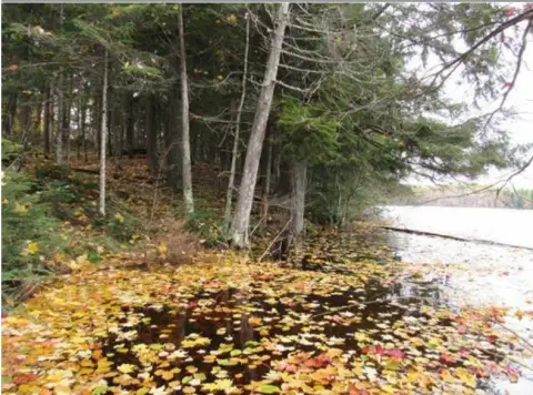 25.9 Acres Waterfront on Clearwater Lake
