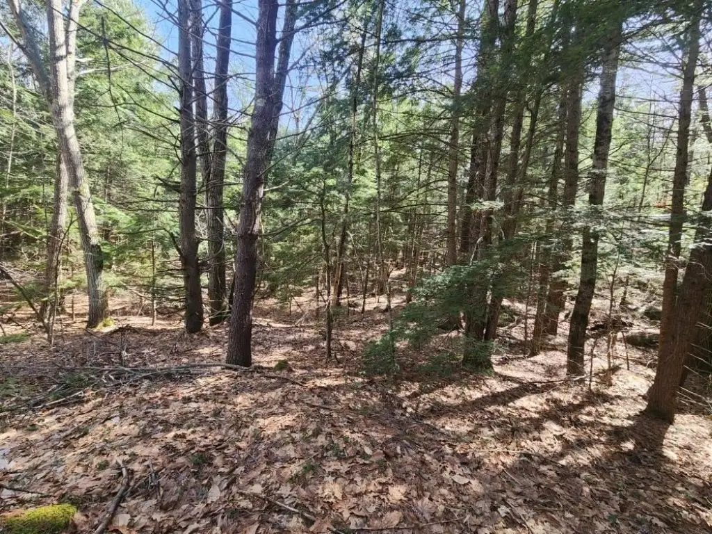 Picture 21