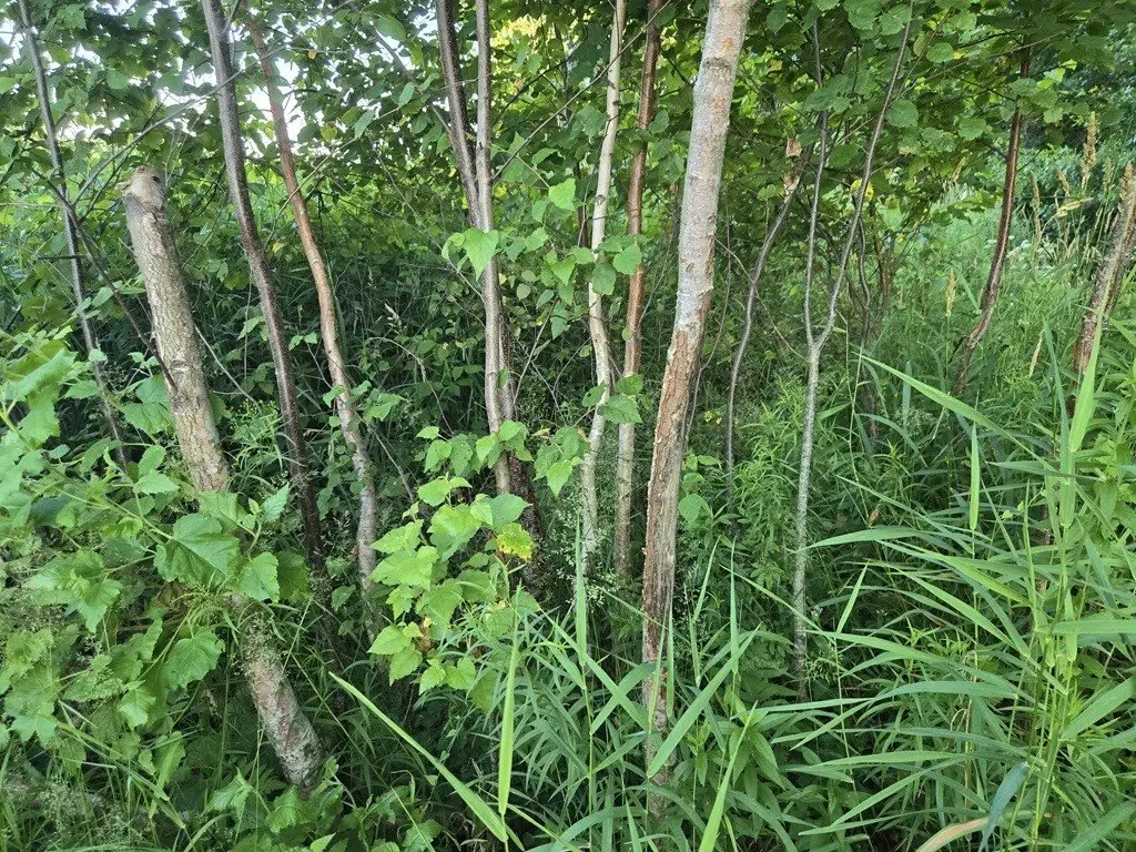 Picture 18