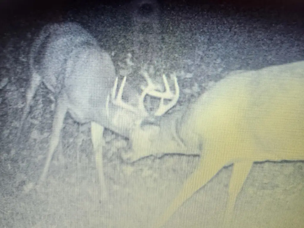 Picture 21