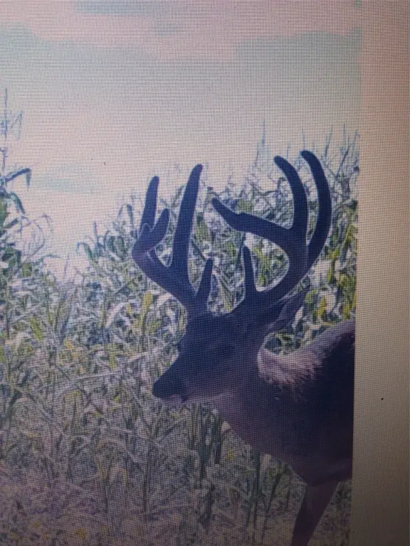 Picture 16