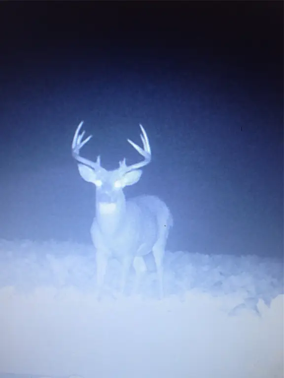 Picture 12