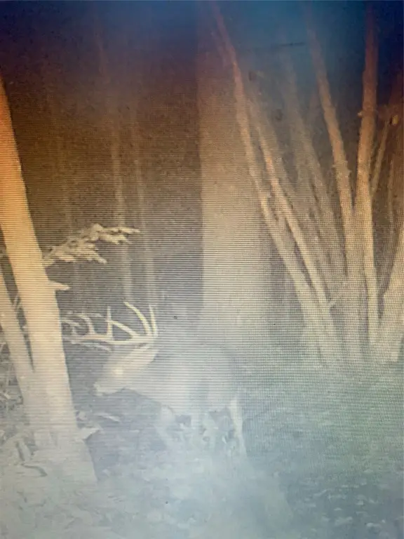 Picture 33