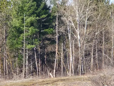 Wooded Land Parcel For Sale