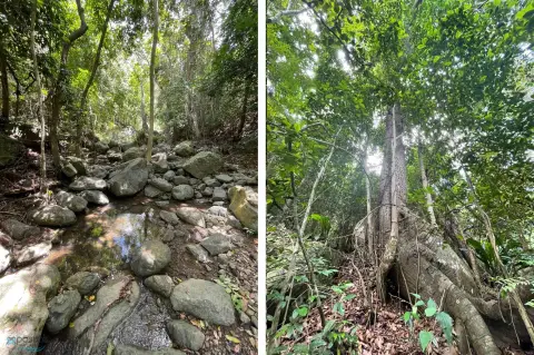 Enchanted Forest Land For Sale