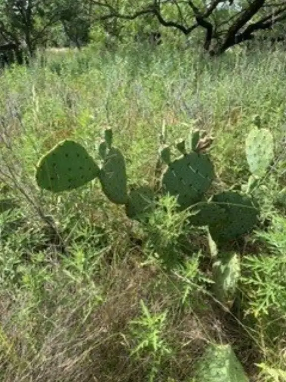Picture 25