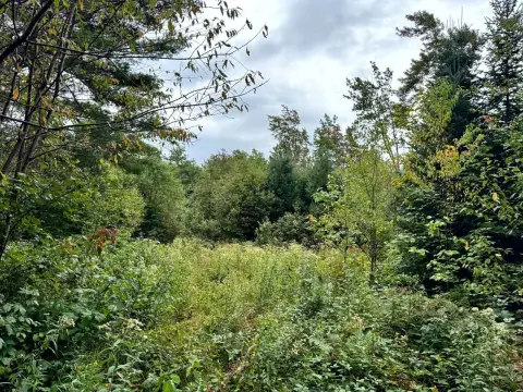Wooded Hunting Land with Pond