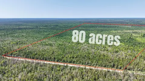 Eighty-Acre Wooded Hunting Land