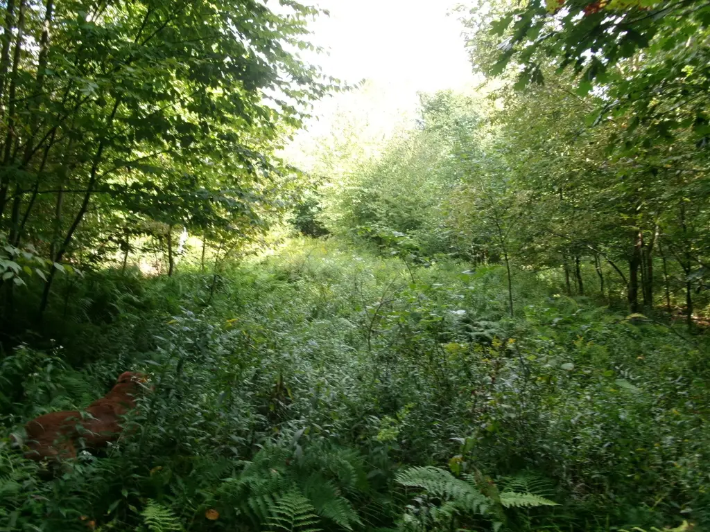 Picture 17