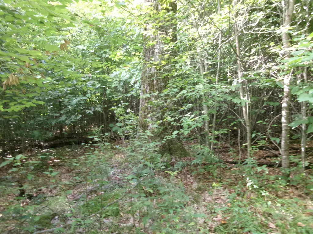 Picture 33