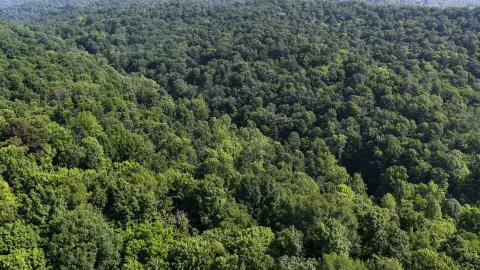 Heavily Wooded Upland Hunting Tract