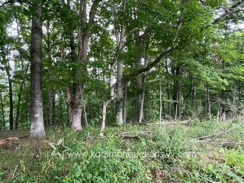 Picture 44