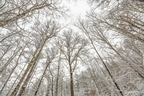 Phelps, WI Wooded Land