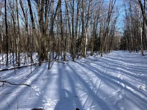 Wooded Lot Near Murphy Park