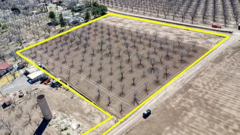 Productive Pecan Orchard in Mesilla