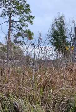Residential Land in Belleview, Florida