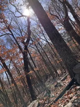 47-Acre Wooded Tract for Sale