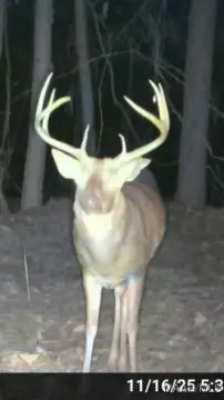 Alabama Hunting Land with Cabin