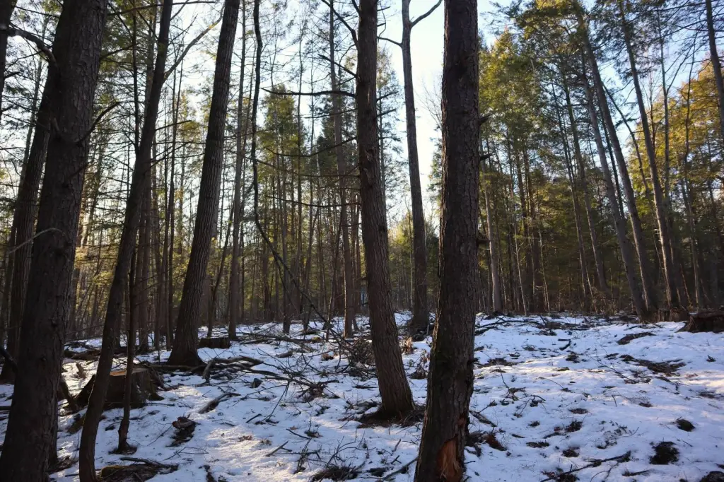 Picture 38