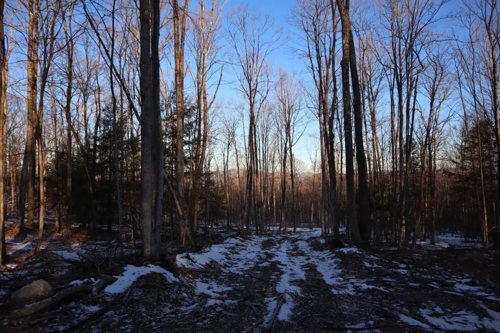 Picture 21