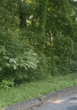 Residential Land in Established Neighborhood