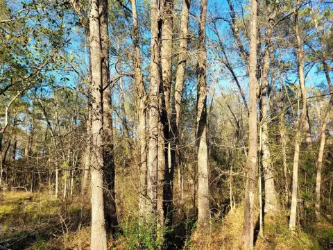 Residential Land in Vidor, Texas