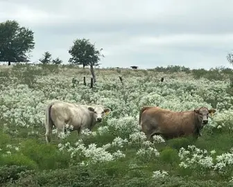 70 Acres with Barndominium Home