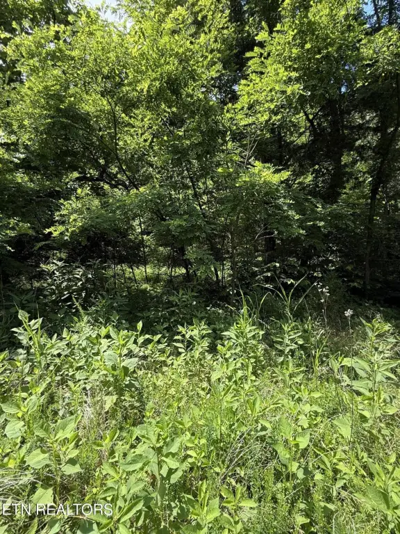 Picture 29